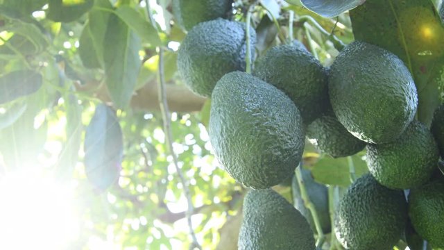 Branch of natural hass avocados hanging in a avocado tree at backlight