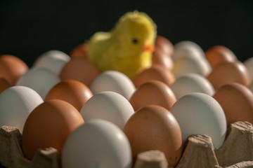 yellow toy chicken among the egg cells of different colors