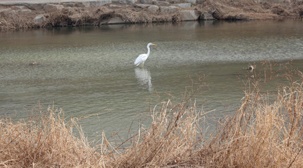 겨울냇가에 백로