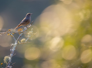Phoenicurus ochruros 