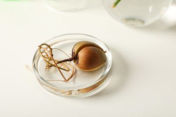 Petri dish with sprouted avocado seed on white background. Chemistry concept