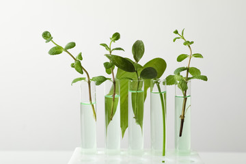 Test tubes with liquid and plants on white background. Chemistry concept