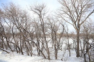 Fototapeta na wymiar Winter Country Landscape. Peaceful Scene. 