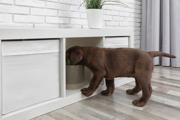 Cute chocolate Labrador Retriever puppy messing with furniture at home