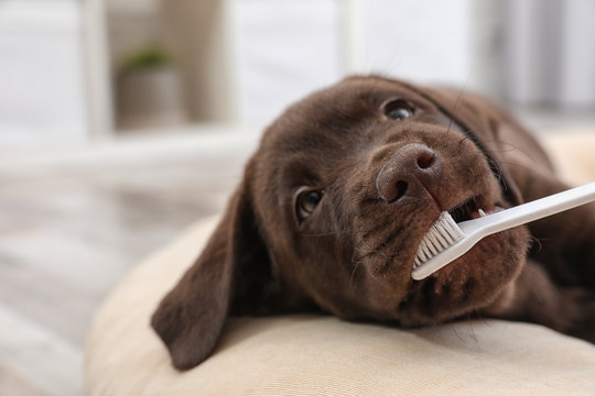 Cute Labrador Retriever with toothbrush indoors. Pet care