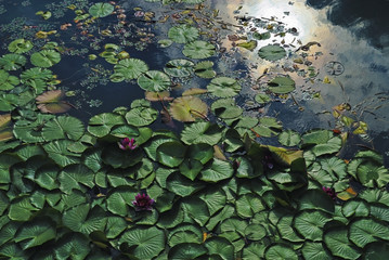 池　花　葉　素材