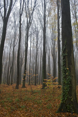 Obraz premium Foggy colorful autumn in Belgian forest, Tervuren