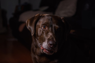 Perro labrador en casa