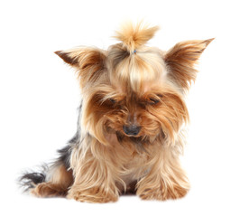 Yorkshire terrier isolated on white. Cute dog