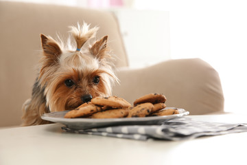 Yorkshire terrier on sofa near plate with cookies indoors, space for text. Happy dog