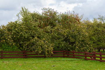 Fototapeta na wymiar Ripe Apples in Orchard ready for harvesting