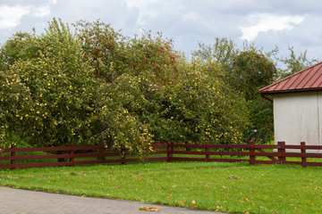 Ripe Apples in Orchard ready for harvesting