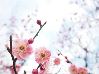 淡いピンクの梅の花、初春のイメージ