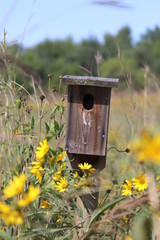 Birdhouse in field