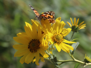 Monarch butterfly 