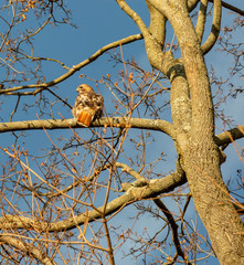 Red Tailed Hawk on Branch