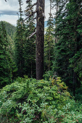 Fototapeta premium Alpine forest on Mount Washington, Strathcona Provincial Park, British Columbia, Canada