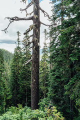 Fototapeta premium Alpine forest on Mount Washington, Strathcona Provincial Park, British Columbia, Canada