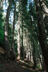 Sunlight shines through trees in Strathcona Provincial Park, British Columbia, Canada