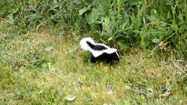 Adorable cute baby skunk lost in the city green area and looking for his mother.