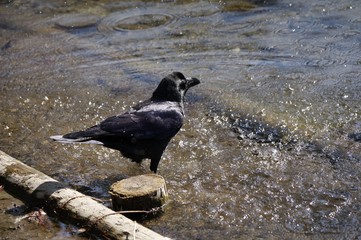 水浴びをしているカラス