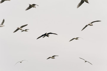 A flock of seagulls flying in cloudy skies at the beach on a stormy day