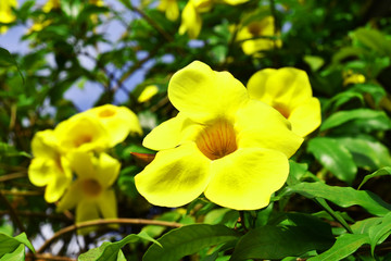 Obraz na płótnie Canvas yellow and flowers