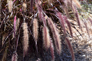 purple fountain grass