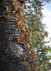 Monarch butterflies arriving at Michoacan, Mexico, after migrating from Canada.