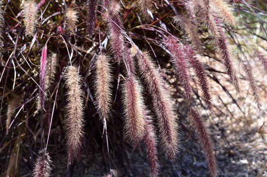 Purple Fountain Grass