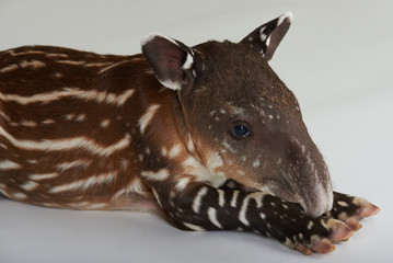 Cute baby tapir