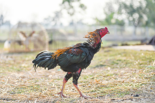 Thai fighter rooster walking in the field
