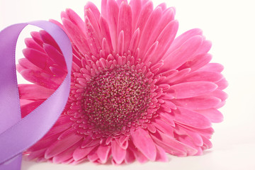 International Women's Day Pink Gerbera with symbolic purple ribbon on white wood table, with applied vintage wash filter.