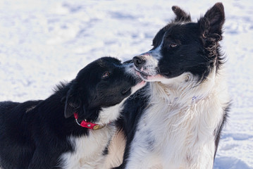 Young border collie and his sire