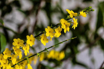 Jasminum nudiflorum