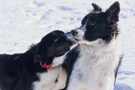 Young border collie and his sire