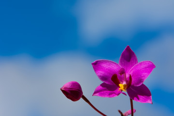 orchid and blue sky background