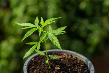 Planting marijuana in pots to make medicine.