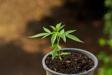 Planting marijuana in pots to make medicine.