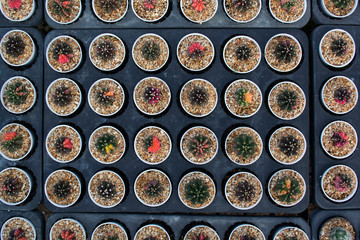 Top view of cactus nursery in line pattern.