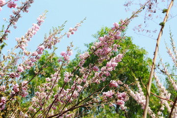 beautiful nature plant