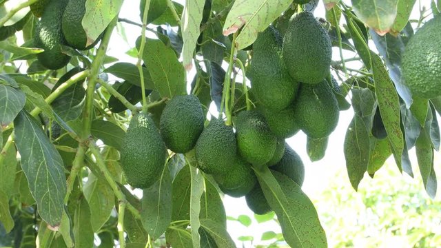 Harvest manually a natural hass avocado fruit in a avocado tree