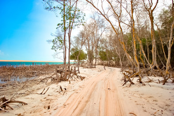 Jericoacoara beach Ceará mangue