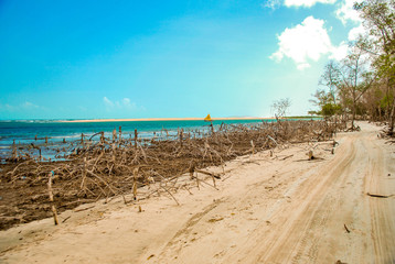 Fototapeta na wymiar Jericoacoara beach Ceará mangue