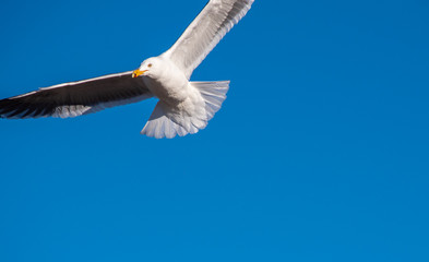 seagull in flight
