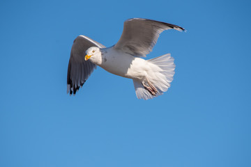 bird in flight
