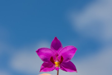 Blooming purple orchid on blue sky background