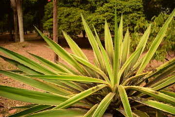 Fototapeta premium Beautiful cactus like plant 
