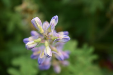 Fototapeta premium White and blue colour mixed flower focus at the top 