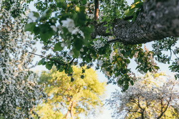 View of Blooming apple tree from the bottom up. Spring landscape illuminated by the bright sunset or dawn
